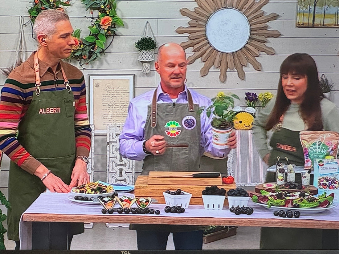The Purple Tomato™ Seedlings are on QVC!
