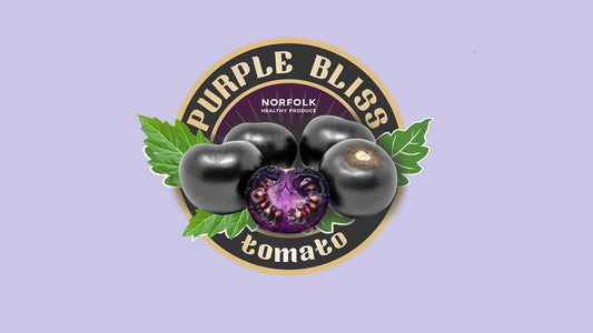 NHP Partners with All Aussie Farmers to Bring The Purple Tomato™ to Australian Markets