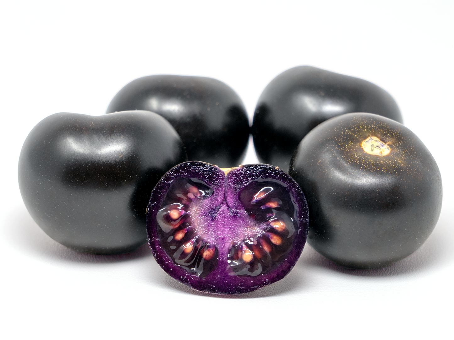 The Purple Tomato™ Empress Seedling